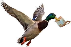 Flying Duck